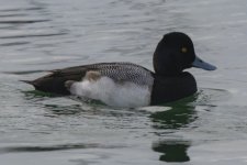 A06LesserScaupDrake8590.jpg