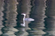 B03RedNeckedGrebe8316.jpg