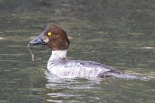 B01CommonGoldeneyeJuvenileDrakeWithPholid8286.jpg