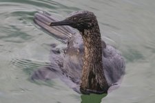 B05PelagicCormorant8436.jpg