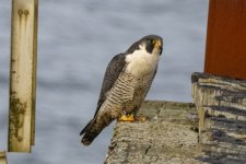 C01PeregrineFalcon8531.jpg