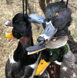 Screen Shot 2022-02-06 at 12.44.04 PM.png