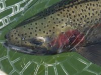 Rainbow4dP3300106Trim.jpg