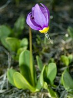 JeffriesShootingStar_3310211Trim.jpg
