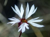 PrairieStarFlower_3310220Trim.jpg