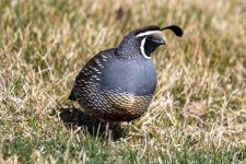 CaQuailCock9188Triim.jpg