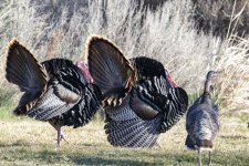 DisplayingTurkeys9305Trim.jpg