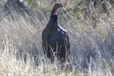 TurkeyTom9209Trim.jpg