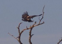 eaglecroppp4.jpg