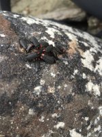 westernfireflybeetles.jpeg