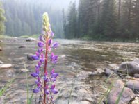 lupine.jpeg