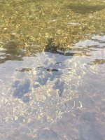 mussels.jpeg