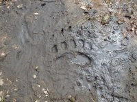 Copper creek bear track 1.jpeg