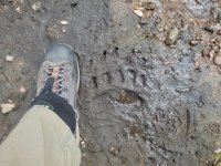 Copper creek bear track 3.jpeg