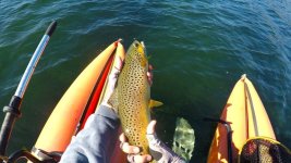 Brown_01.jpg