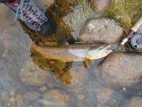 Rio Pelque brown #3 4.jpeg