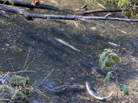 D01ChumSalmonAggregation6362.jpg D01ChumSalmonAggregation6362.jpg