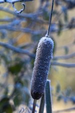 B01FrostedCattail6155.jpg B01FrostedCattail6155.jpg