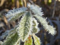 B02IceCrystalsOnBladesB190026.jpg B02IceCrystalsOnBladesB190026.jpg