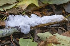 B04FrostFlowers6245.jpg B04FrostFlowers6245.jpg