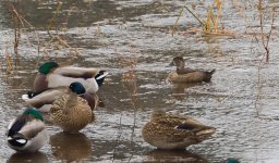 010-Duck-112522.jpg