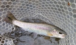 20221127_fish1clip.jpg