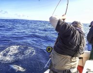 Fly Fishing for Albacore Tuna: Part 3
