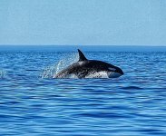 pt 3 orca.jpg