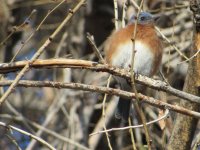 IMG_3312.JPG