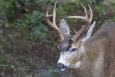 DeerBuck6281trim.jpg
