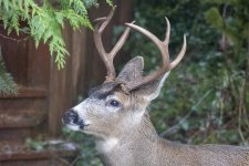DeerBuck6292trim.jpg