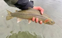 IMG_1445.jpeg