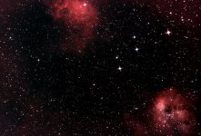 Flaming Star - Tadpole copy.jpg