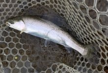 20221209_chinook.jpg