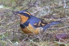 VariedThrush6324.jpg VariedThrush6324.jpg