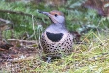 NorthernFlicker6347.jpg NorthernFlicker6347.jpg