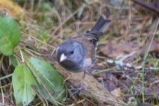 OregonJunco6386.jpg OregonJunco6386.jpg