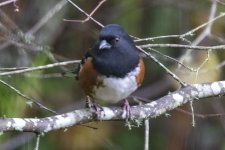 SpottedTowheeMale6440.jpg SpottedTowheeMale6440.jpg