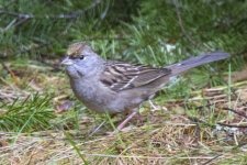 GoldenCrownedSparrowJuvenile6398.jpg GoldenCrownedSparrowJuvenile6398.jpg