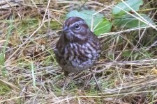 SongSparrow6427.jpg SongSparrow6427.jpg
