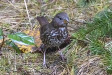 FoxSparrow6418.jpg FoxSparrow6418.jpg