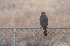 006-Cooper's-Hawk-121422.jpg