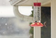 032-Hummingbird-120422e.jpg