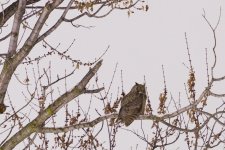014-Great-Horned-Owl-121622-crop-v3.jpg