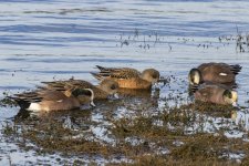 A01AmericanWigeons6605.jpg