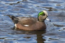 A02AmericanWigeonDrake6628.jpg