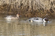 A03PintailPair6588.jpg