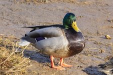 A04MallardDrake6711.jpg
