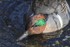 A05GreenWingedTeal6754.jpg