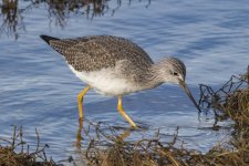 A06GreaterYellowlegs6669.jpg